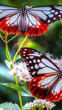 Coolpad Note 3 Wallpapers screenshot 6
