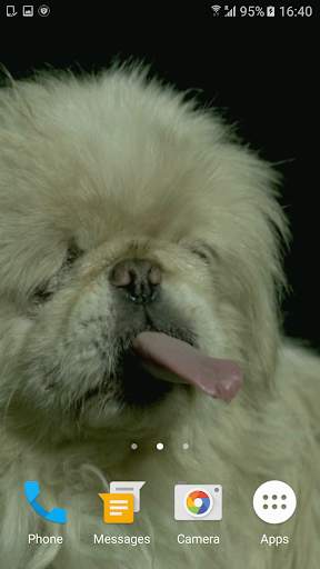 Dogs In Slow Motion Video screenshot 3