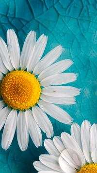 Flower Wallpapers screenshot 8