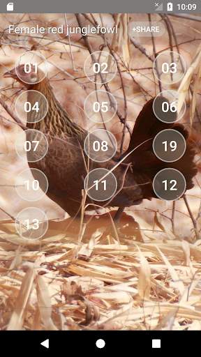 Red junglefowl Female Sound screenshot 2