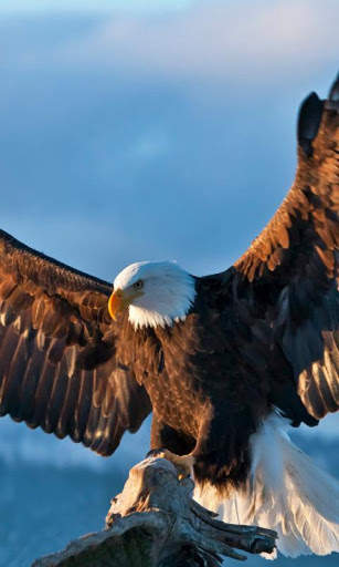 Eagle Live Wallpaper screenshot 5