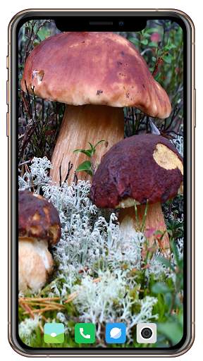 HD Mushroom Wallpaper screenshot 10