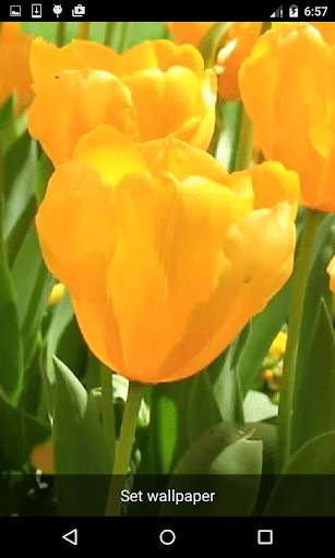 Nature Live Wallpapers screenshot 1