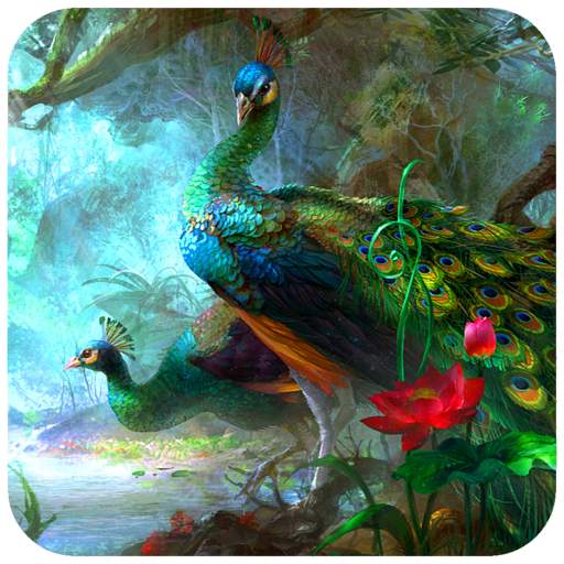 Peacock HD Wallpaper 1.08