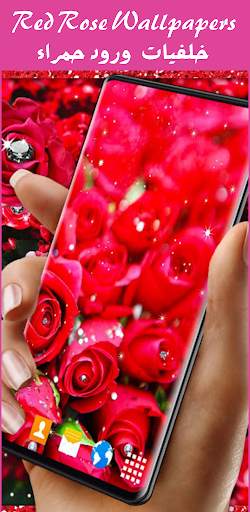 Red rose wallpapers HD | offline screenshot 2