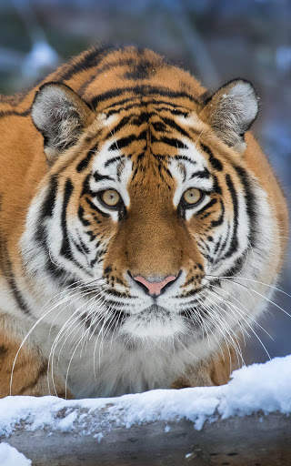 Tiger Wallpapers | hd backgrounds screenshot 13