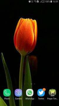 HD Tulip New Wallpaper screenshot 16