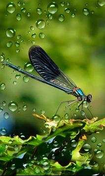 Dragonflies and Butterflies live wallpaper screenshot 6