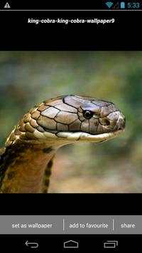 King Cobra Snake Wallpapers HD स्क्रीनशॉट 4