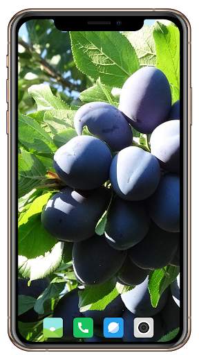 Fruit Trees Wallpaper HD screenshot 6
