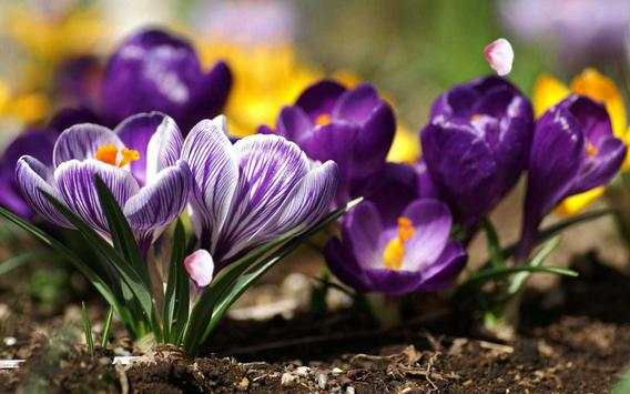 Flowers Spring live wallpaper screenshot 3