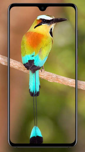 Beautifull Bird Wallpapers screenshot 1