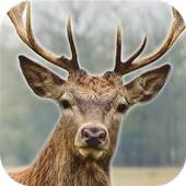 Deer Hunting Sniper Shooter 3D 1.0.2