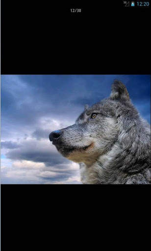 Wallpapers Animals Series 1 screenshot 3