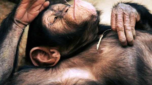 Funny chimpanzee screenshot 2