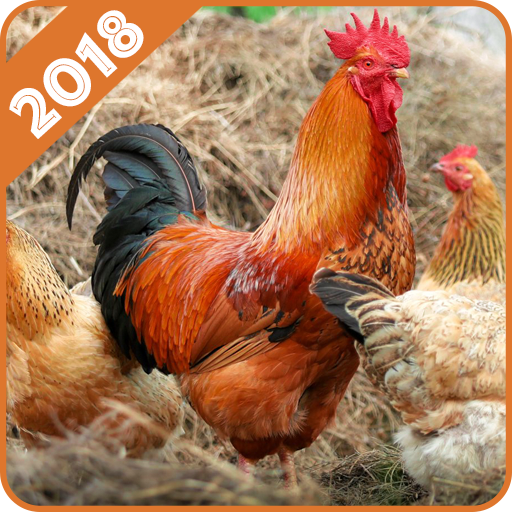 Chicken Wallpaper icon
