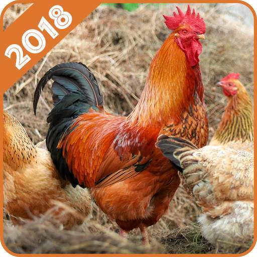Chicken Wallpaper 1.1