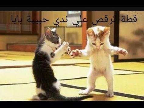 Dancing Cat song Father Habibi funny  ofline 2019 screenshot 2
