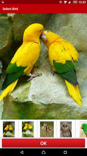 Birds Live Wallpaper FREE screenshot 3