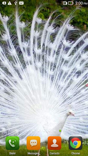Queen Peacock Live Wallpaper screenshot 4