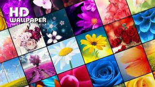 My Flowers Colors HD WALLPAPER screenshot 1