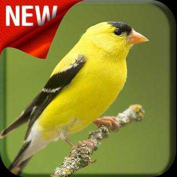 American Goldfinch Bird Songs screenshot 1