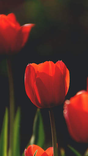 Red Wallpaper screenshot 6