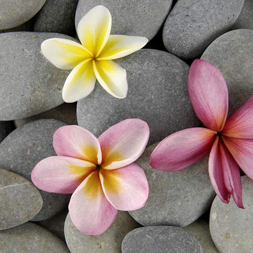 Stones in Water Live Wallpaper 1.0.8