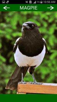 Birds Sounds स्क्रीनशॉट 7