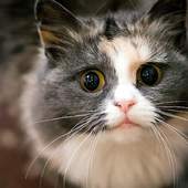 Cute Cat Photo Jigsaw Puzzles 1.0