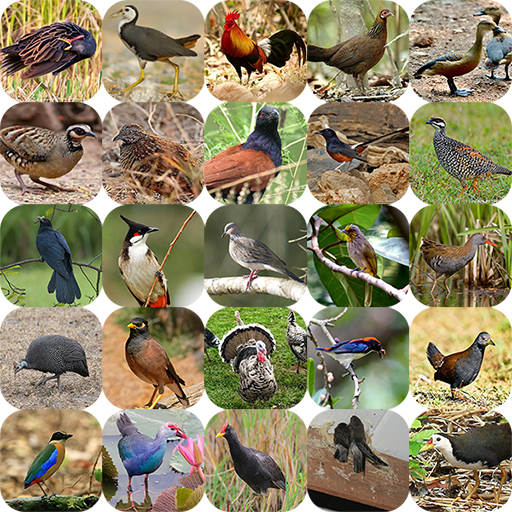 Red Junglefowl and Bird Sounds 1.0.14