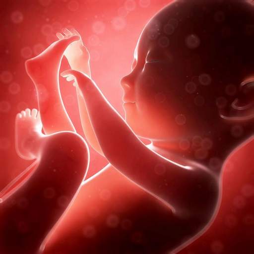 Pregnancy week by week. Expecting baby. Diary 4.42