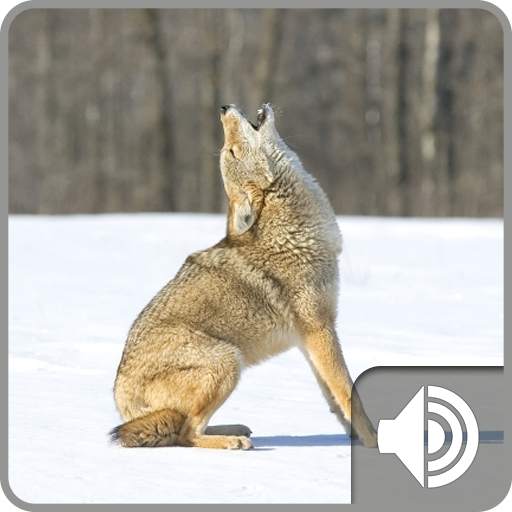 Coyote Sounds 1.0