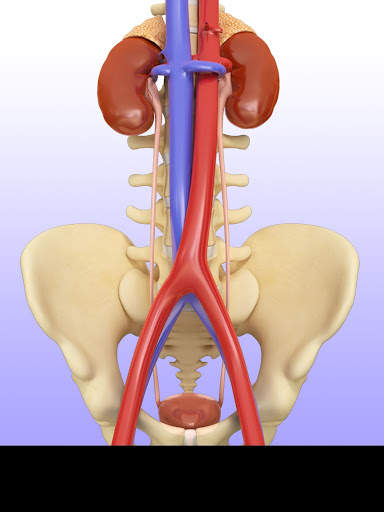 My Urinary System screenshot 1