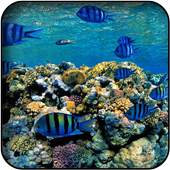 Fish Wallpapers 5.0