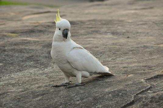 Cockatoo Bird Wallpaper HD screenshot 4