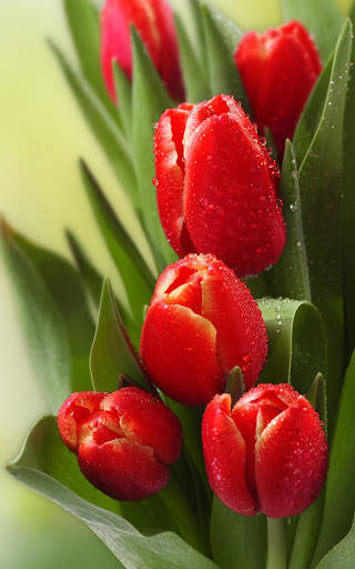 Tulips Live Wallpaper screenshot 1