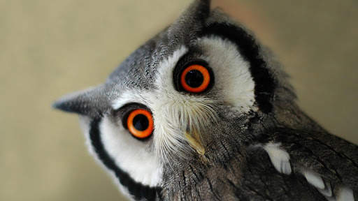 Owl. Birds Wallpapers स्क्रीनशॉट 4