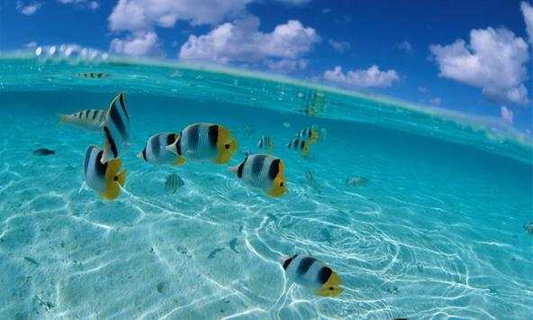 Fish Wallpapers screenshot 3