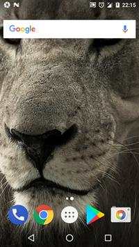 Galatasaray Aslan Wallpaper screenshot 4