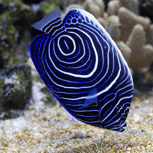 Fish Jigsaw Puzzles screenshot 6