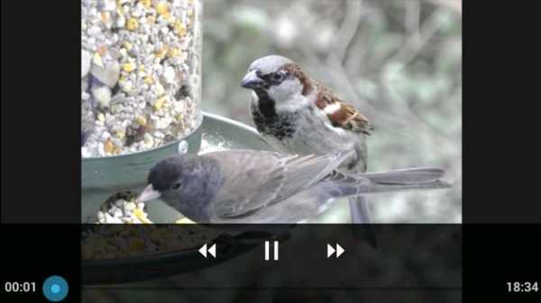 Animal Videos screenshot 4