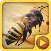 Bee 3D Animated Working LWP icon
