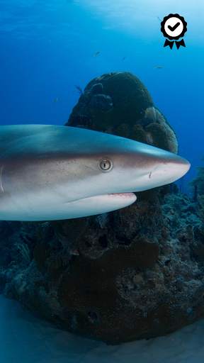 Shark Wallpapers - FREE screenshot 5