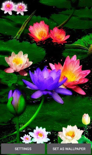 Multicolor Lotus LWP screenshot 1