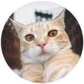 Selfie Cat Camera 1.0.7