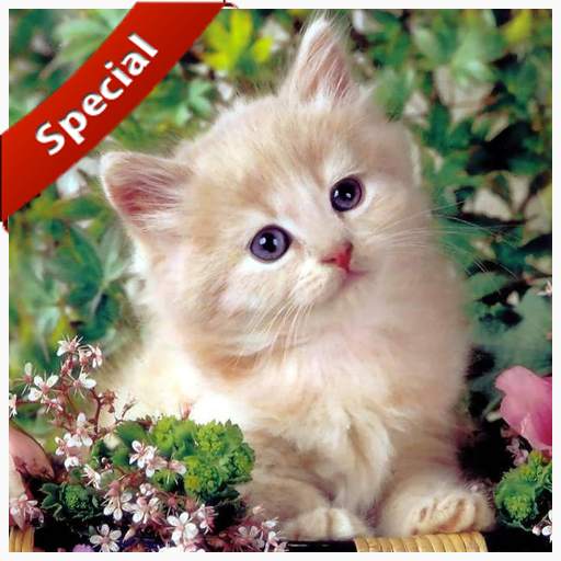 SUARA KUCING TERBAIK screenshot 7