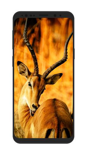 Wild Animal Wallpapers HD screenshot 4