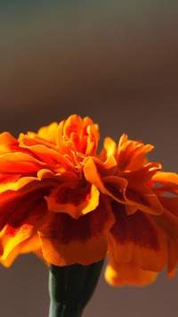 WP Wallpapers HD 4 تصوير الشاشة