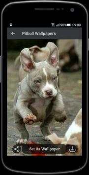 Pitbull Wallpapers screenshot 3